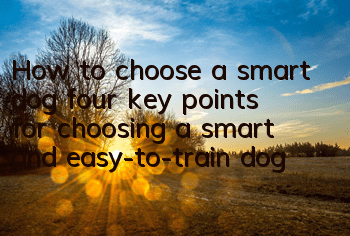 THow to choose a smart dog, four key points for choosing a smart and easy-to-train dog!