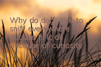 Why do dogs like to sniff everywhere outside? Is it all because of curiosity?
