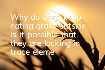 Why do dogs keep eating grass outside? Is it possible that they are lacking in trace elements?