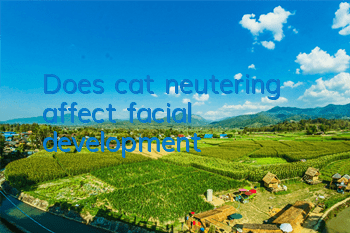Does cat neutering affect facial development?