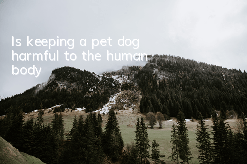 Is keeping a pet dog harmful to the human body?