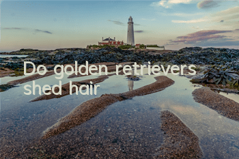 Do golden retrievers shed hair?