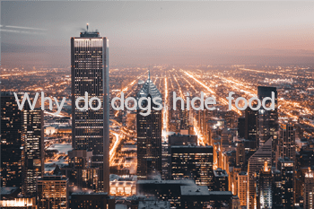 TWhy do dogs hide food?