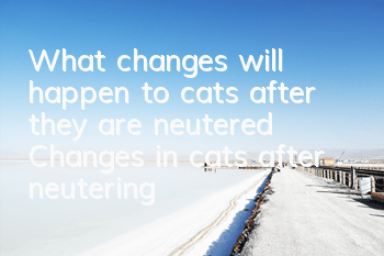 What changes will happen to cats after they are neutered? Changes in cats after neutering