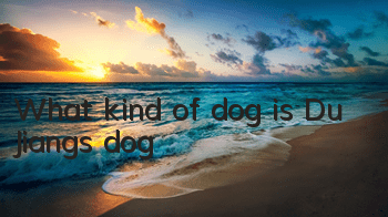 What kind of dog is Du Jiang’s dog?