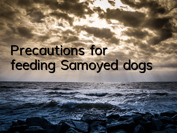 Precautions for feeding Samoyed dogs