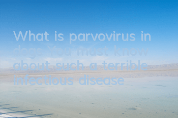 What is parvovirus in dogs? You must know about such a terrible infectious disease!