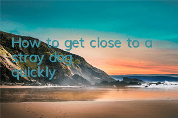How to get close to a stray dog ​​quickly