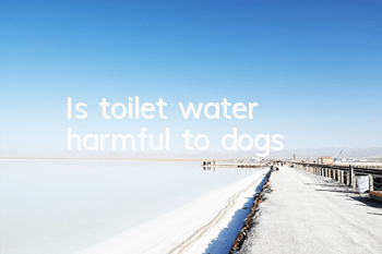 Is toilet water harmful to dogs?