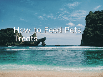 THow to Feed Pets Treats