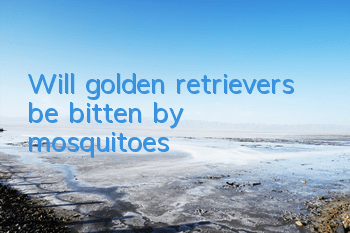 Will golden retrievers be bitten by mosquitoes?