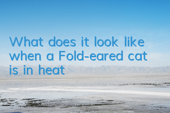 TWhat does it look like when a Fold-eared cat is in heat?