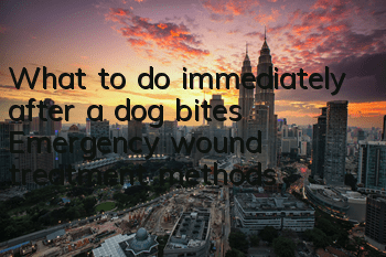 What to do immediately after a dog bites? Emergency wound treatment methods!