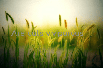 Are cats viviparous?