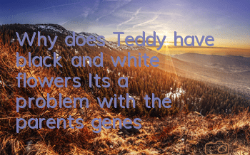 Why does Teddy have black and white flowers? It’s a problem with the parents’ genes