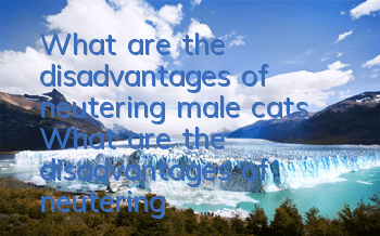 What are the disadvantages of neutering male cats? What are the disadvantages of neutering male cats?