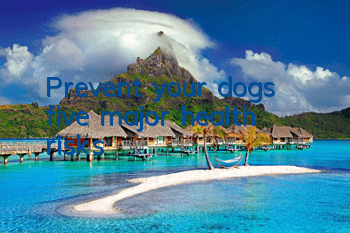 TPrevent your dog’s five major health risks