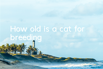 THow old is a cat for breeding?