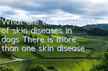 What are the symptoms of skin diseases in dogs? There is more than one skin disease!