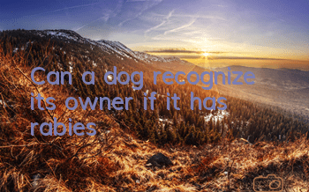 TCan a dog recognize its owner if it has rabies?