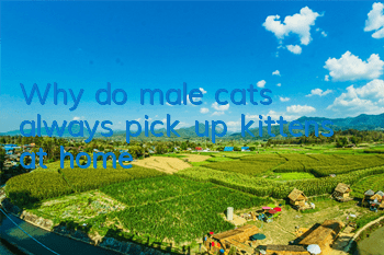 TWhy do male cats always pick up kittens at home?