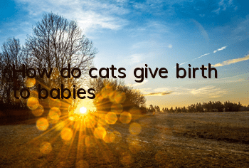 How do cats give birth to babies?