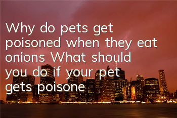 Why do pets get poisoned when they eat onions? What should you do if your pet gets poisoned after eating onions?