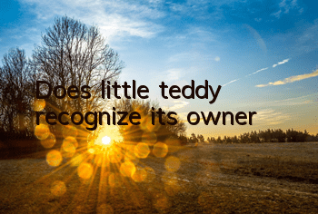 Does little teddy recognize its owner?
