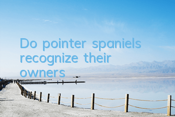 TDo pointer spaniels recognize their owners?
