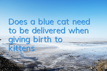 Does a blue cat need to be delivered when giving birth to kittens?