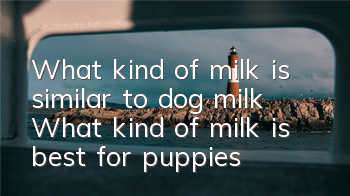 What kind of milk is similar to dog milk? What kind of milk is best for puppies?