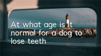 TAt what age is it normal for a dog to lose teeth?
