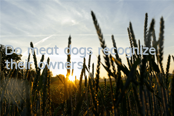 Do meat dogs recognize their owners?