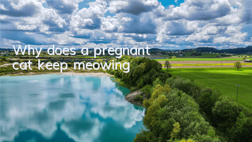 Why does a pregnant cat keep meowing?