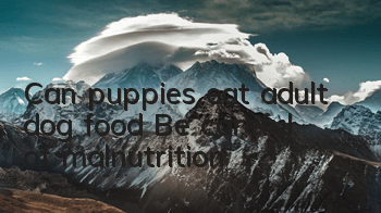 Can puppies eat adult dog food? Be careful of malnutrition!