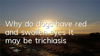 TWhy do dogs have red and swollen eyes? It may be trichiasis!