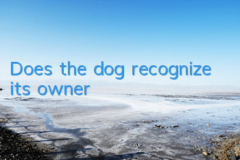 Does the dog recognize its owner?