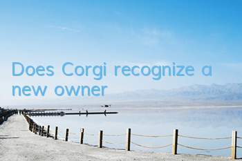 TDoes Corgi recognize a new owner?