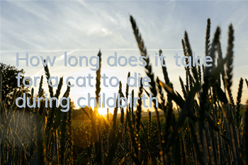 THow long does it take for a cat to die during childbirth?