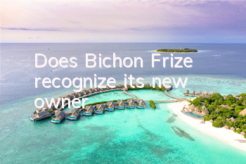 TDoes Bichon Frize recognize its new owner?
