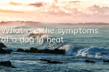 What are the symptoms of a dog in heat?