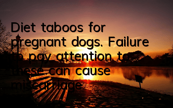 Diet taboos for pregnant dogs. Failure to pay attention to these can cause miscarriage!