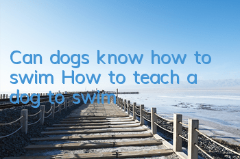 Can dogs know how to swim? How to teach a dog to swim?