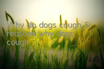 Why do dogs cough? 5 reasons why dogs cough!