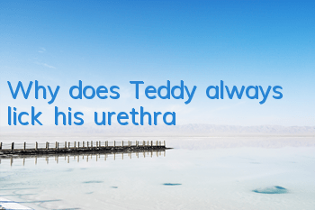 Why does Teddy always lick his urethra?