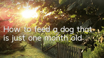 How to feed a dog that is just one month old