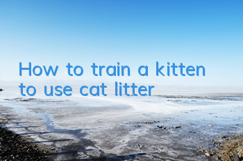 THow to train a kitten to use cat litter