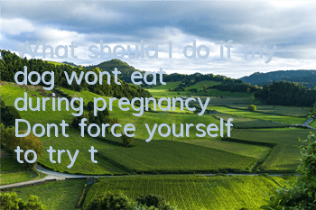 What should I do if my dog ​​won’t eat during pregnancy? Don’t force yourself to try these three tricks!