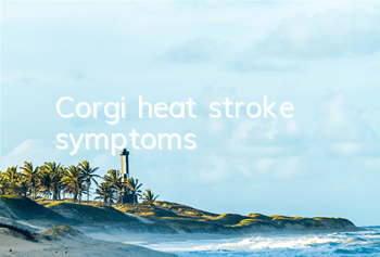 Corgi heat stroke symptoms