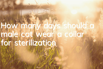 How many days should a male cat wear a collar for sterilization?